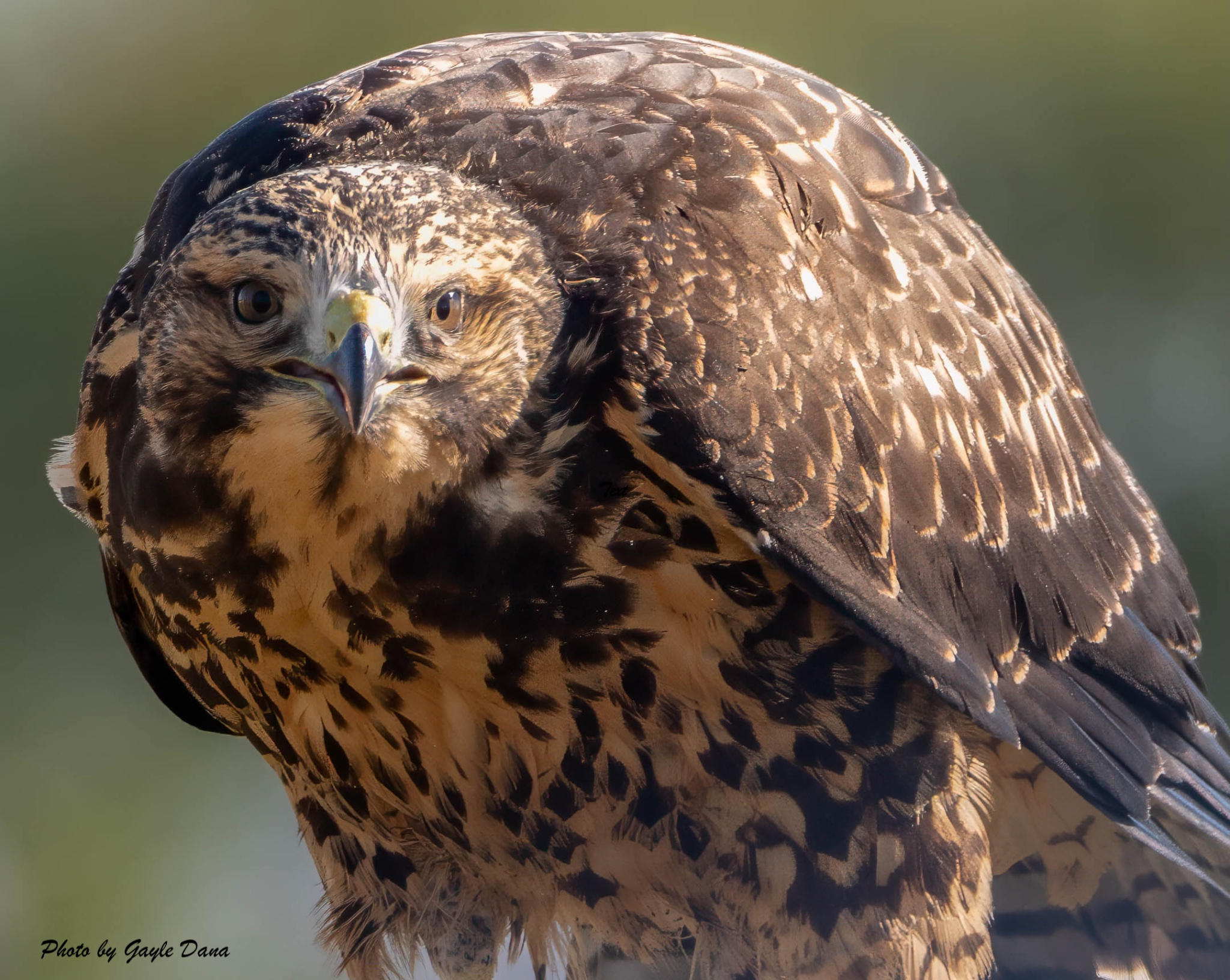 Swainson's Hawk Immature